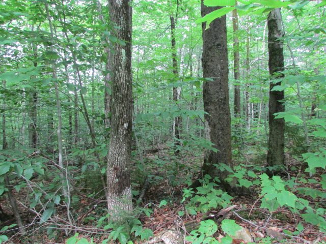 25 Phillips Hill Road, Unit LOT 8B Halifax, VT 05342 - Photo 1 of 3
