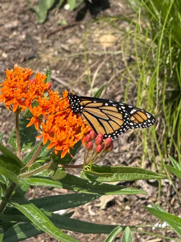 $1,850,000 | 4043 Serenbe, Middleton, WI 53562