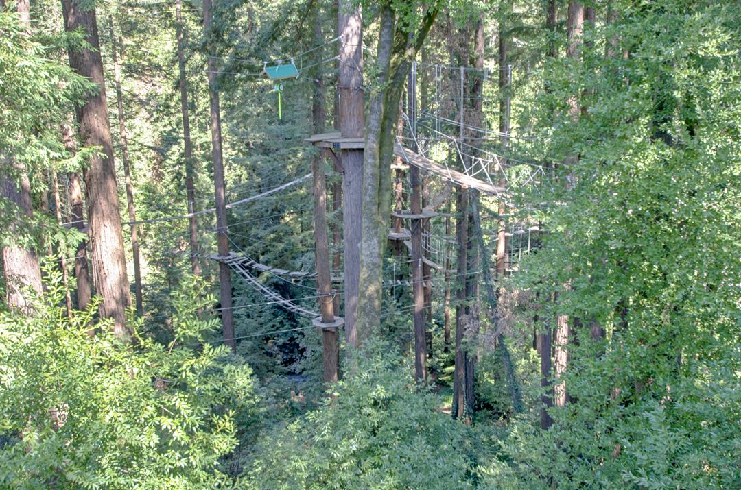 79 Pine Avenue Mount Hermon, CA 95041 - Photo 31 of 32 a view of a forest with trees