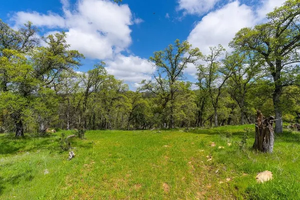 a view of a lush green space