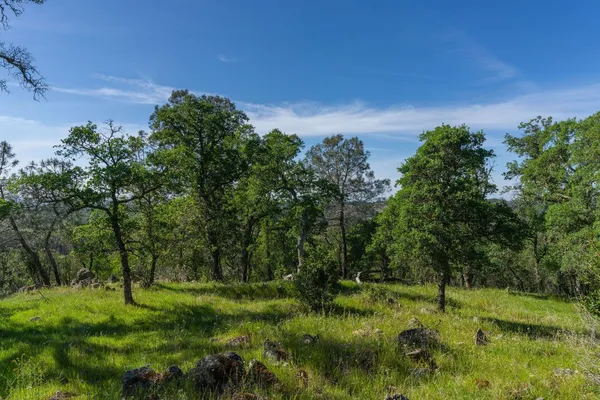 a big yard with lots of green space and trees