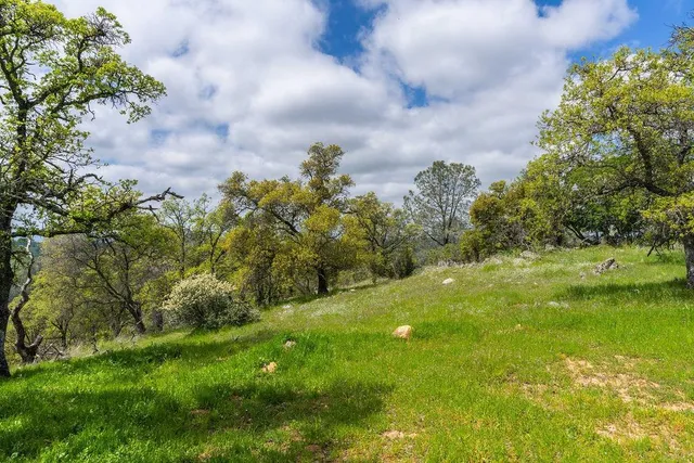 a view of a lush green space