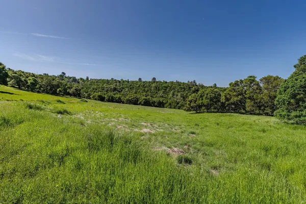 a view of a lush green space