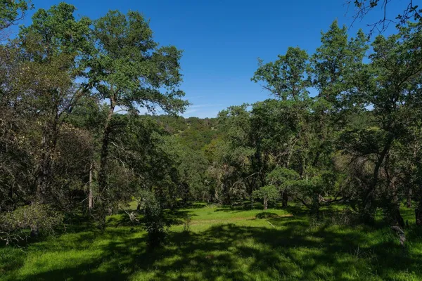 a view of a large yard with large trees