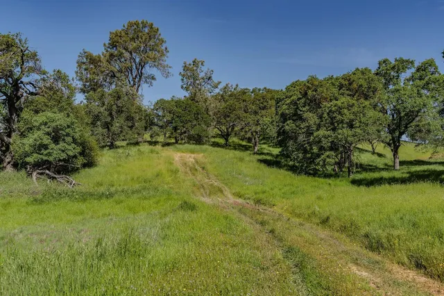a view of a large yard with plants and a large tree