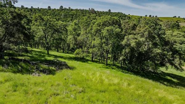 a view of a lush green space