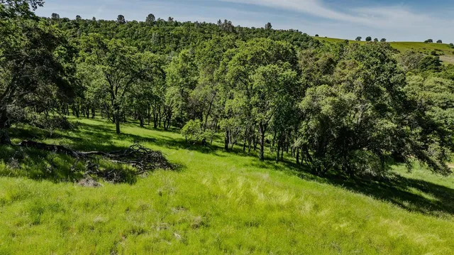 a view of a lush green space