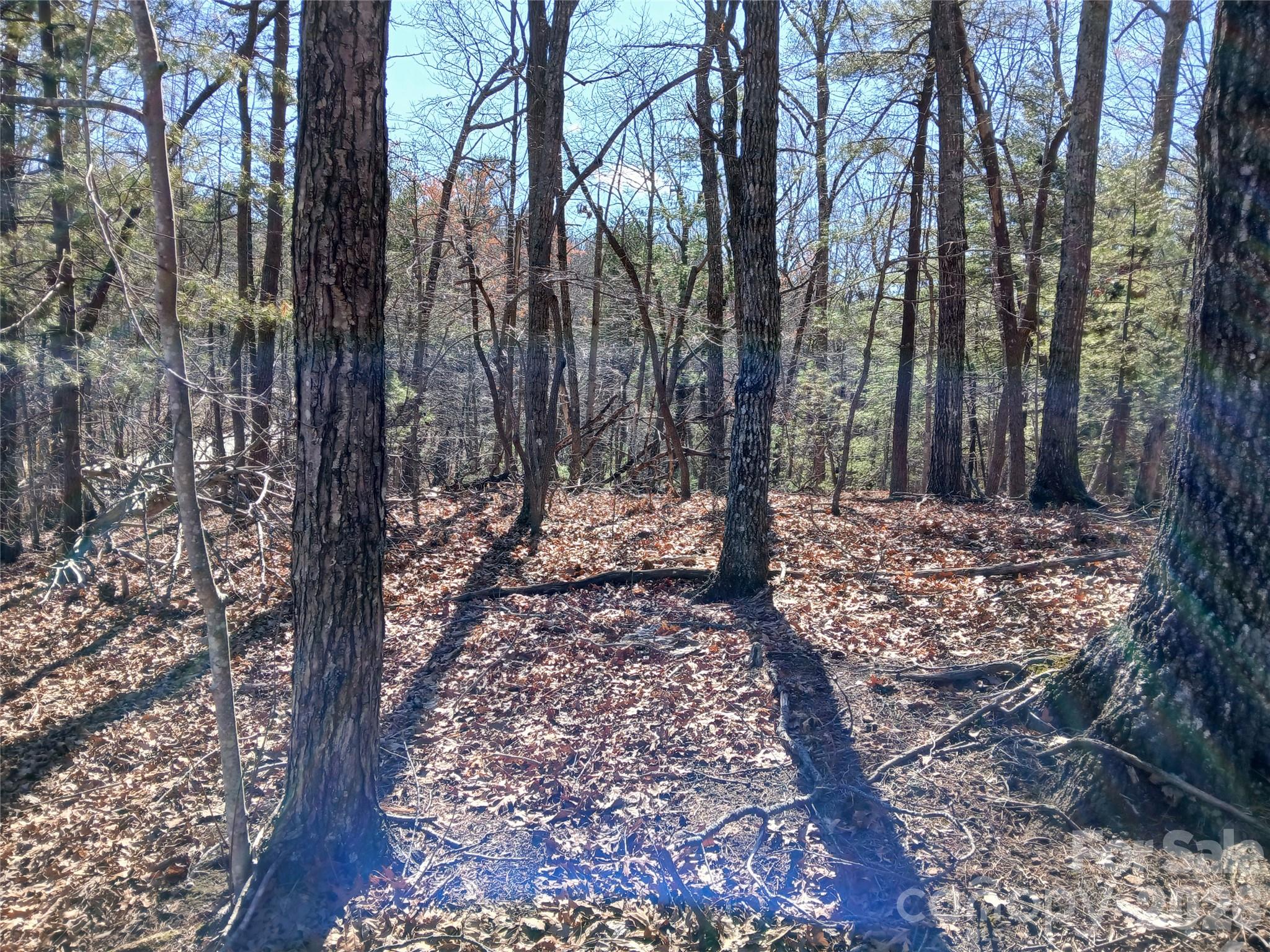 0 Piney Gate Road, Unit 39 Saluda, NC 28773 - Photo 13 of 15 a view of a yard with trees