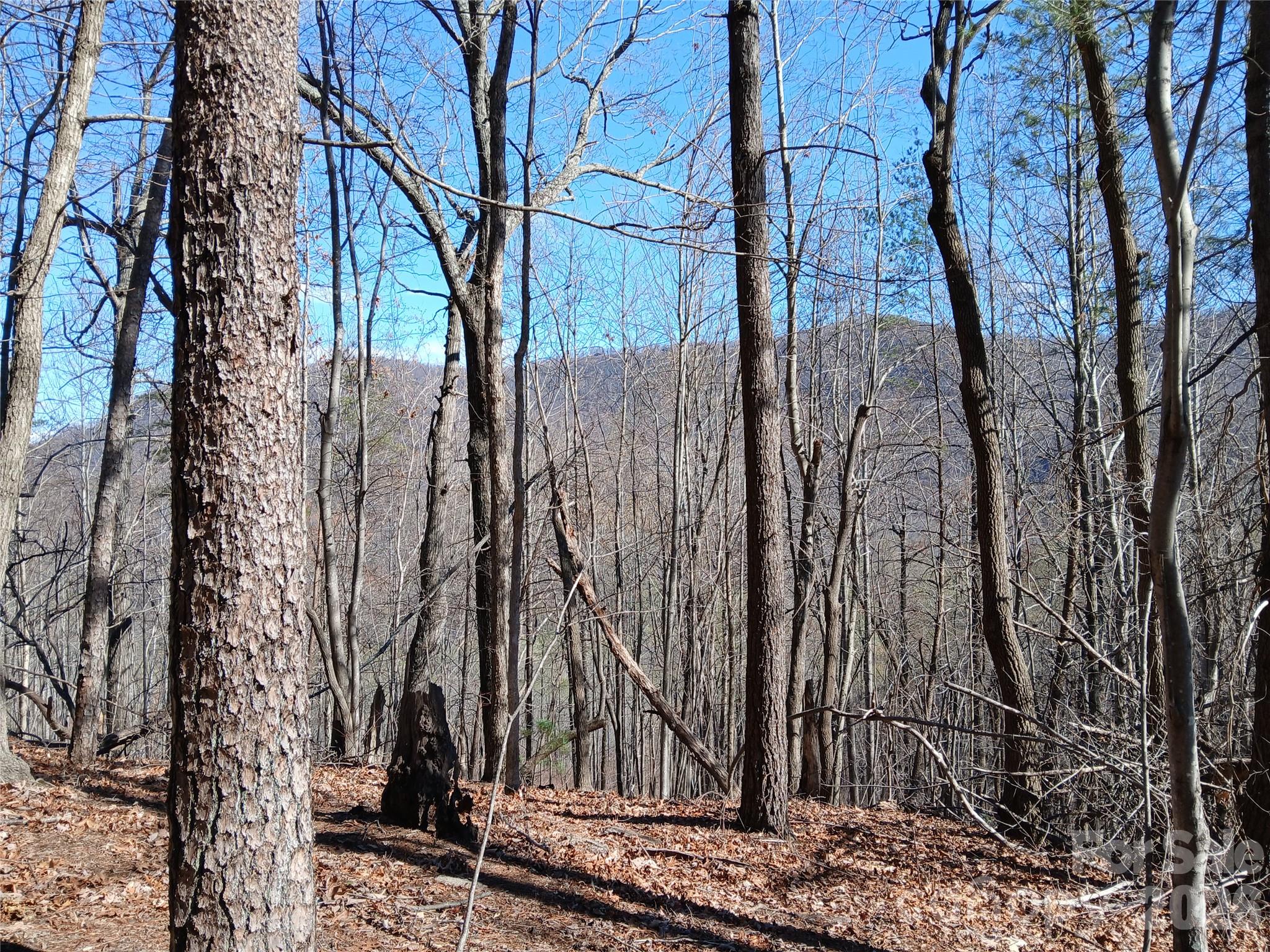 0 Piney Gate Road, Unit 39 Saluda, NC 28773 - Photo 2 of 15 a view of a yard with large trees