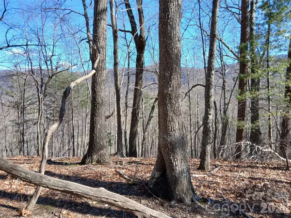 a backyard of a house with lots of trees
