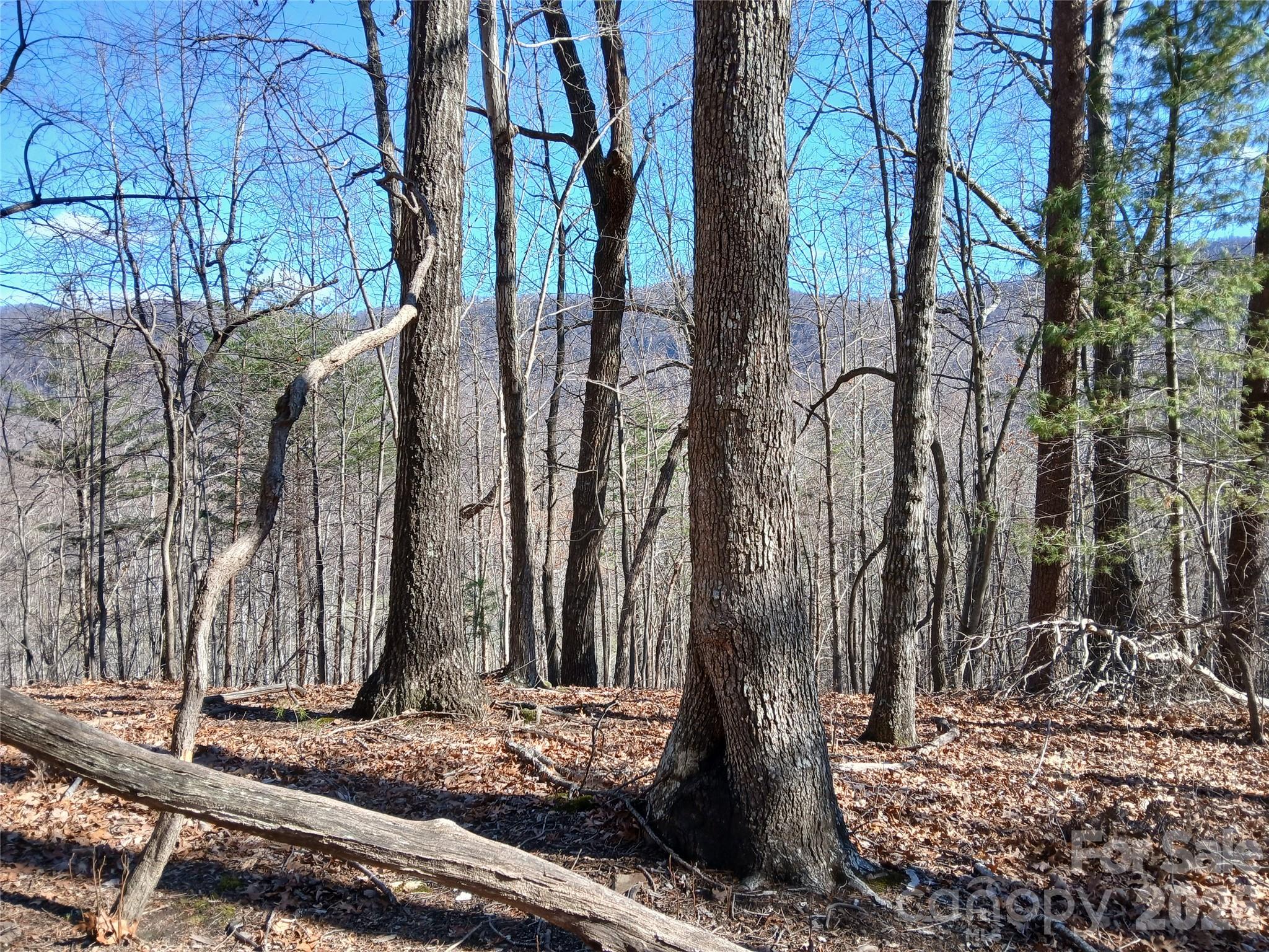 0 Piney Gate Road, Unit 39 Saluda, NC 28773 - Photo 6 of 15 a backyard of a house with lots of trees