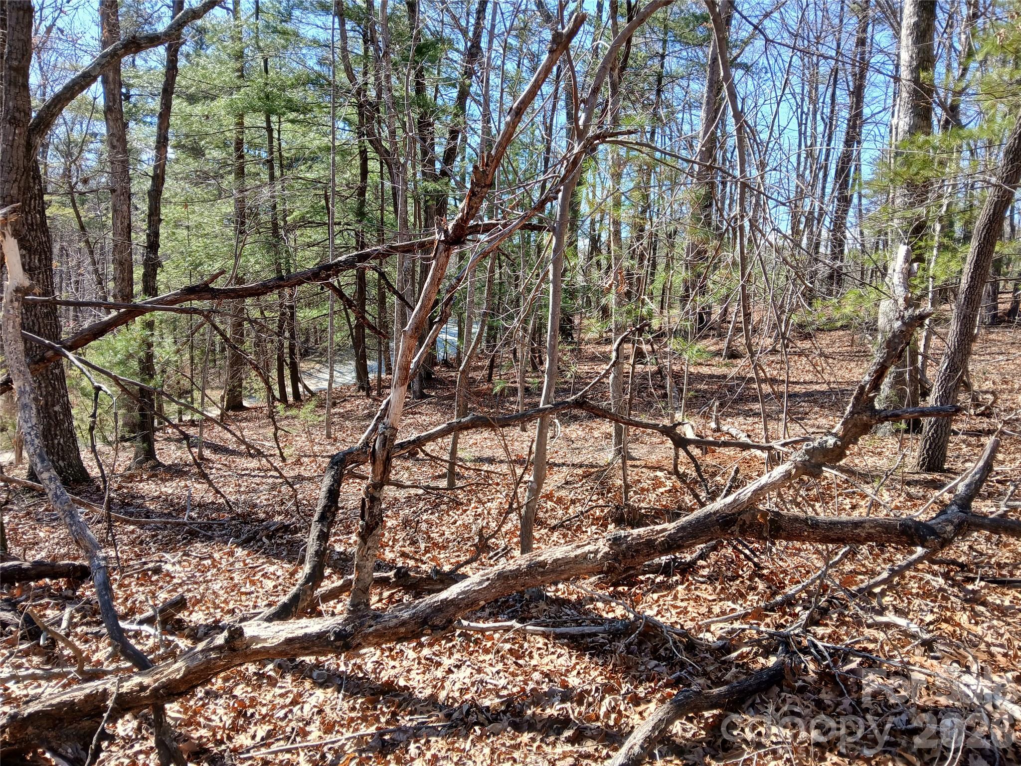 0 Piney Gate Road, Unit 39 Saluda, NC 28773 - Photo 9 of 15 a picture of tree