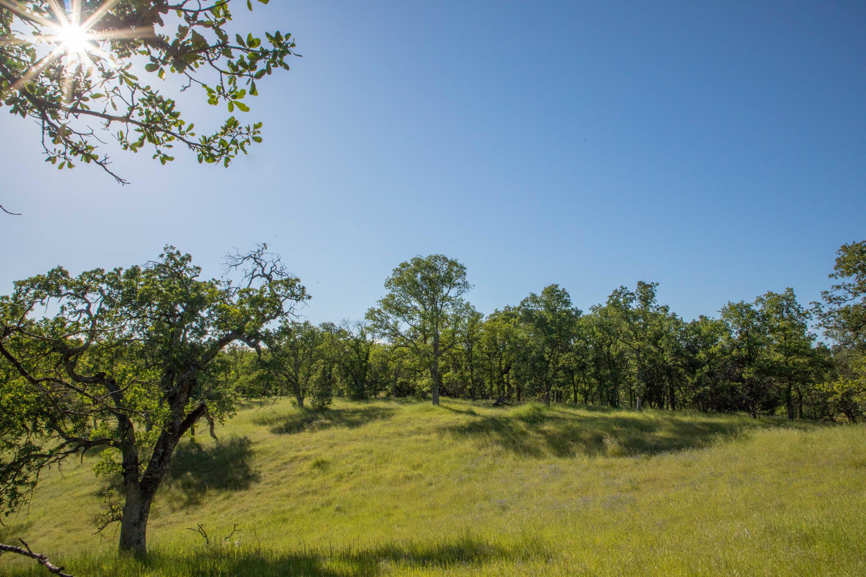 Quail Ridge Cottonwood, CA 96022 - Photo 10 of 27 254A8502
