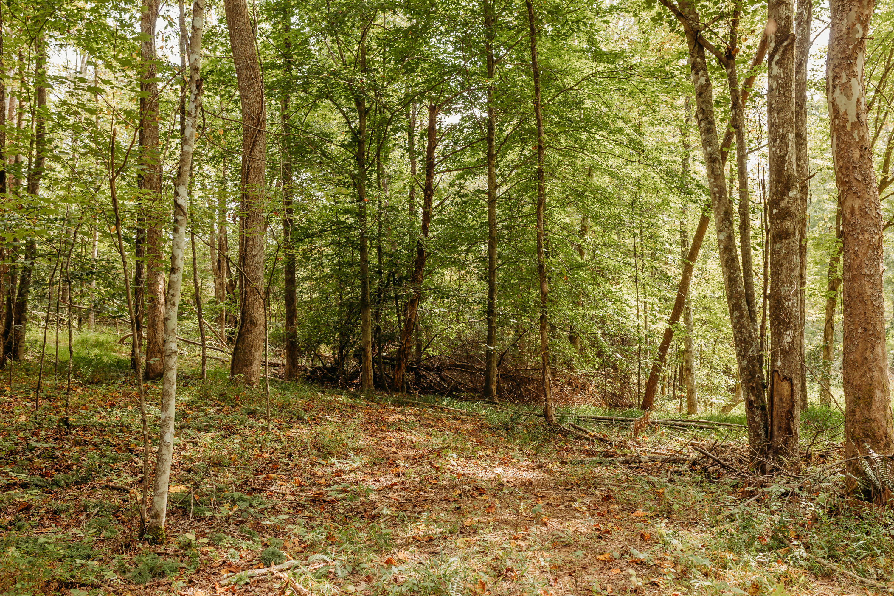 Tbd Lot 20 Sandy Ridge Road Campton, KY 41301 - Photo 2 of 19 FO7A1028