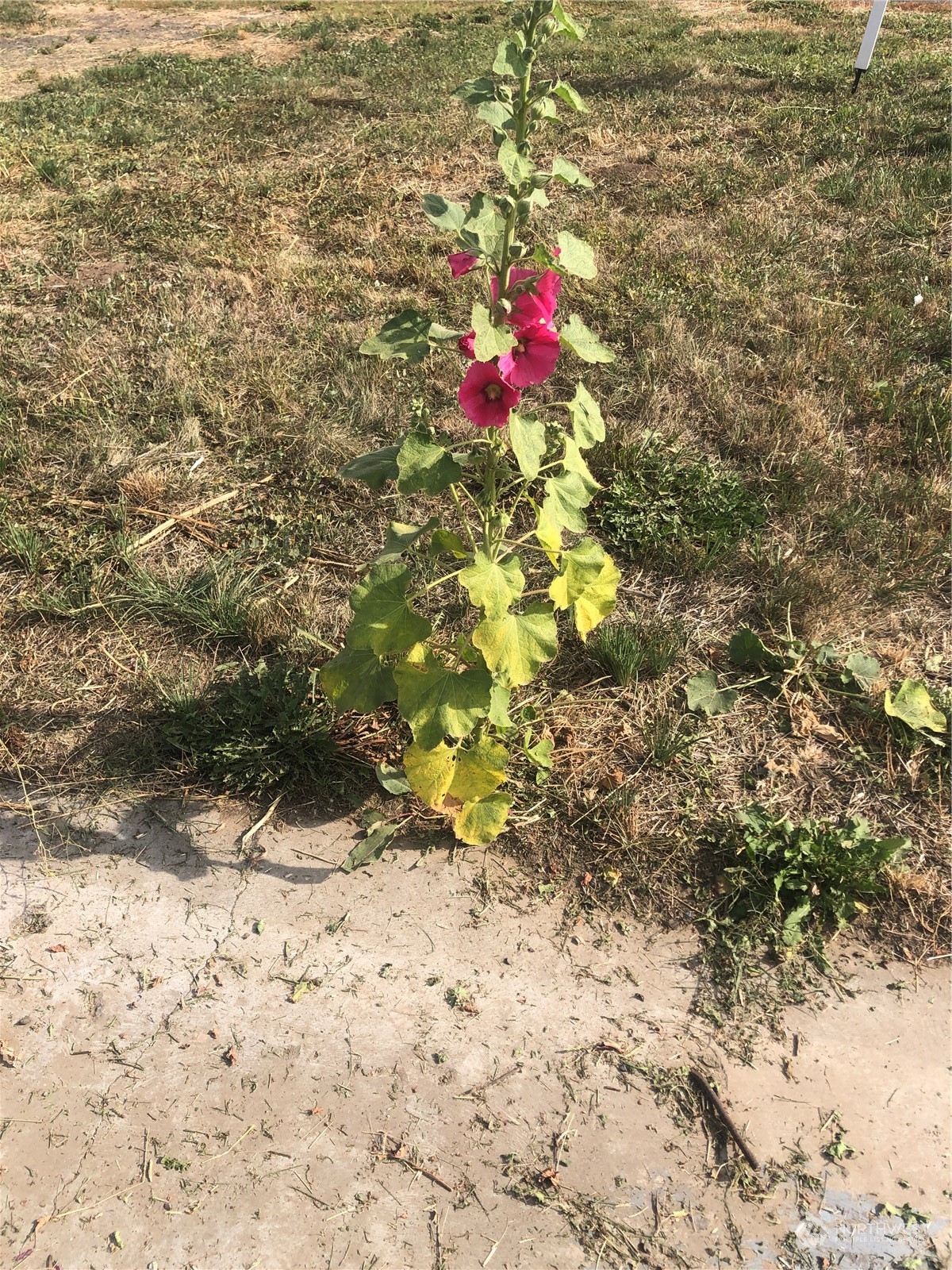 124 Murphy Street Waitsburg, WA 99361 - Photo 3 of 7 a view of a dry yard with wooden fence