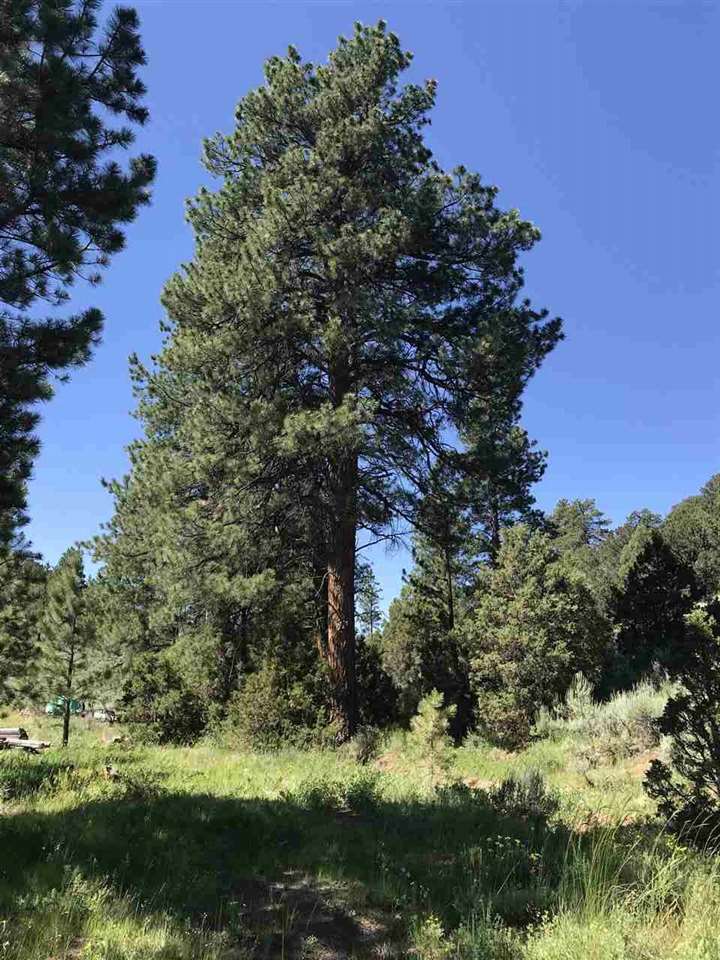 6501 Uncompahgre Divide Road Whitewater, CO 81527 - Photo 18 of 39 Gallery Image 18
