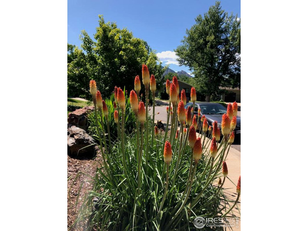 4361 Butler Circle Boulder, CO 80305 - Photo 34 of 39 a view of a flower