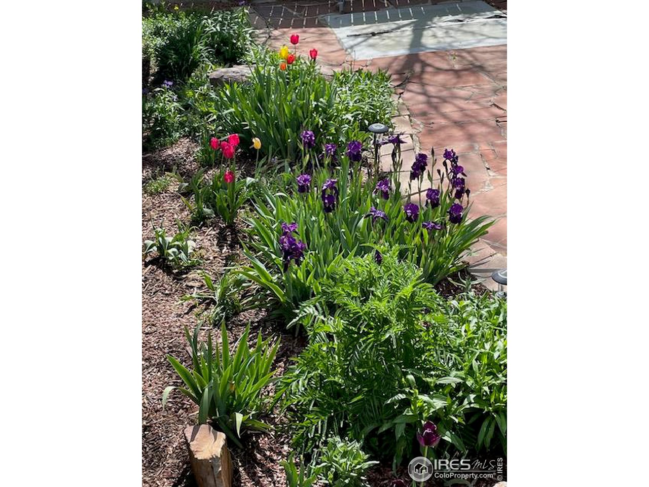 4361 Butler Circle Boulder, CO 80305 - Photo 35 of 39 a close up of a flower in a garden