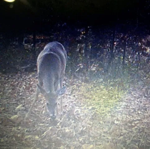 $1,625,000 | 27930 Hwy B, Lincoln, MO 65338