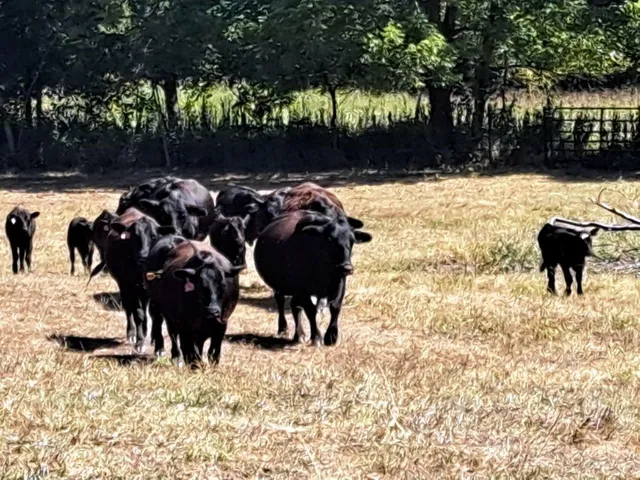 $1,625,000 | 27930 Hwy B, Lincoln, MO 65338