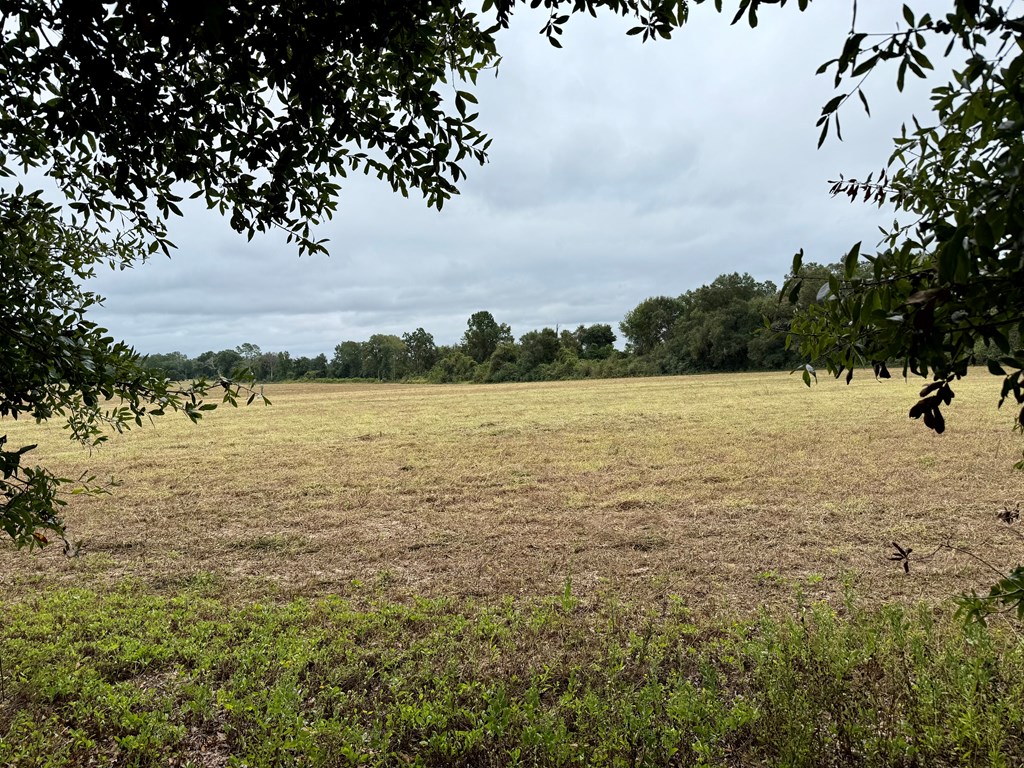 49-acres Mt Zion Road Gordon, AL 36343 - Photo 5 of 21