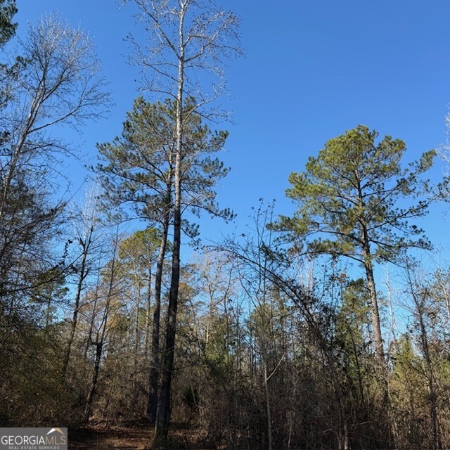 7.65-acres Hut Road Box Springs, GA 31801 - Photo 2 of 2 a view of a tree in a yard