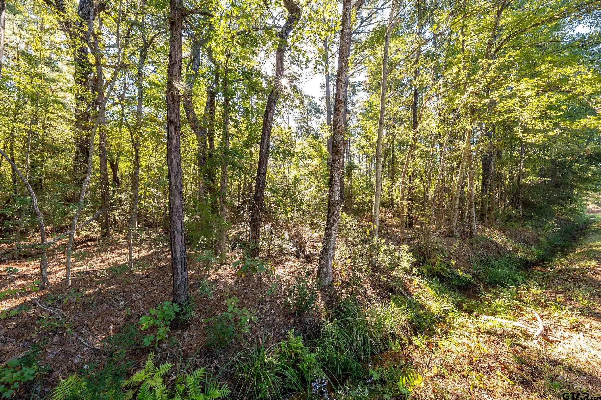 0 Sycamore Road Big Sandy, TX 75755 - Photo 12 of 12 a view of forest
