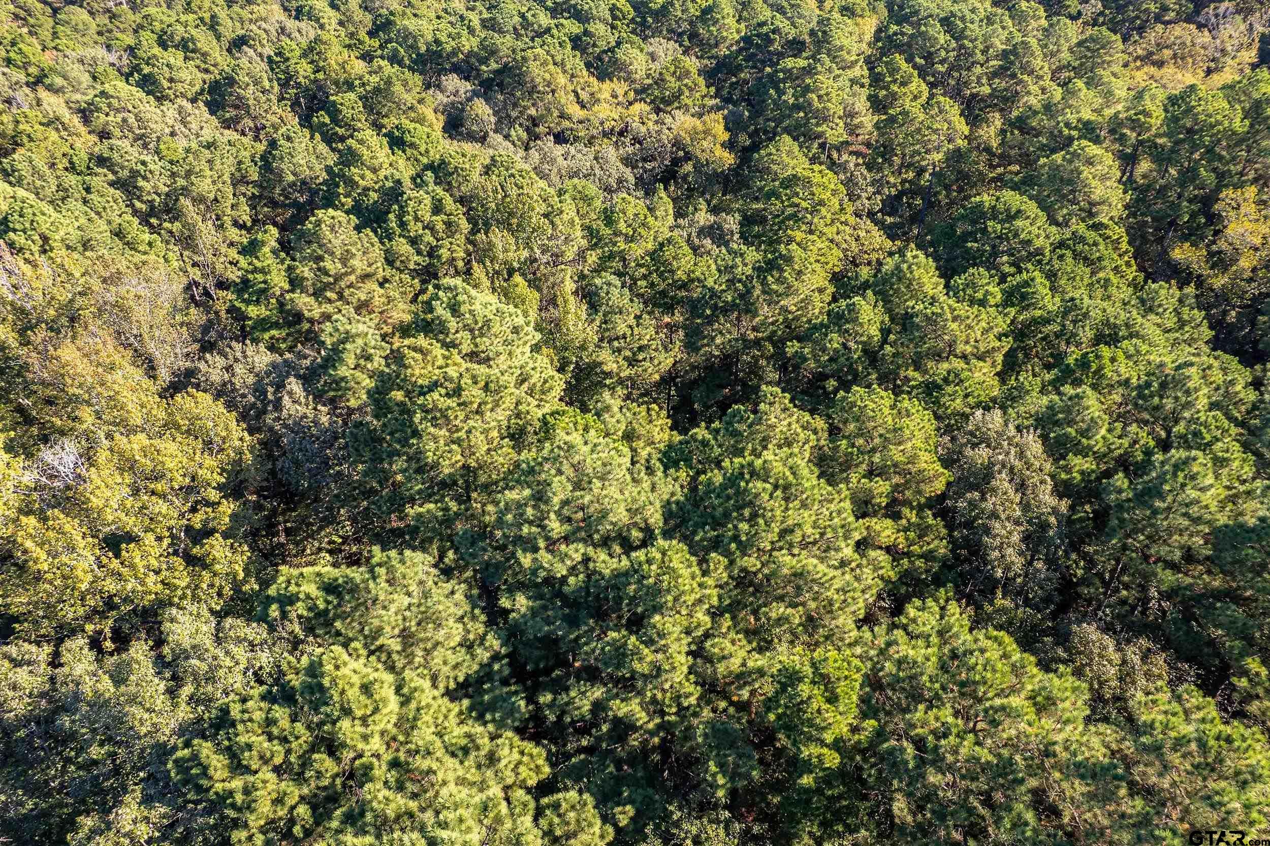 0 Sycamore Road Big Sandy, TX 75755 - Photo 3 of 12 view of a field of grass and trees