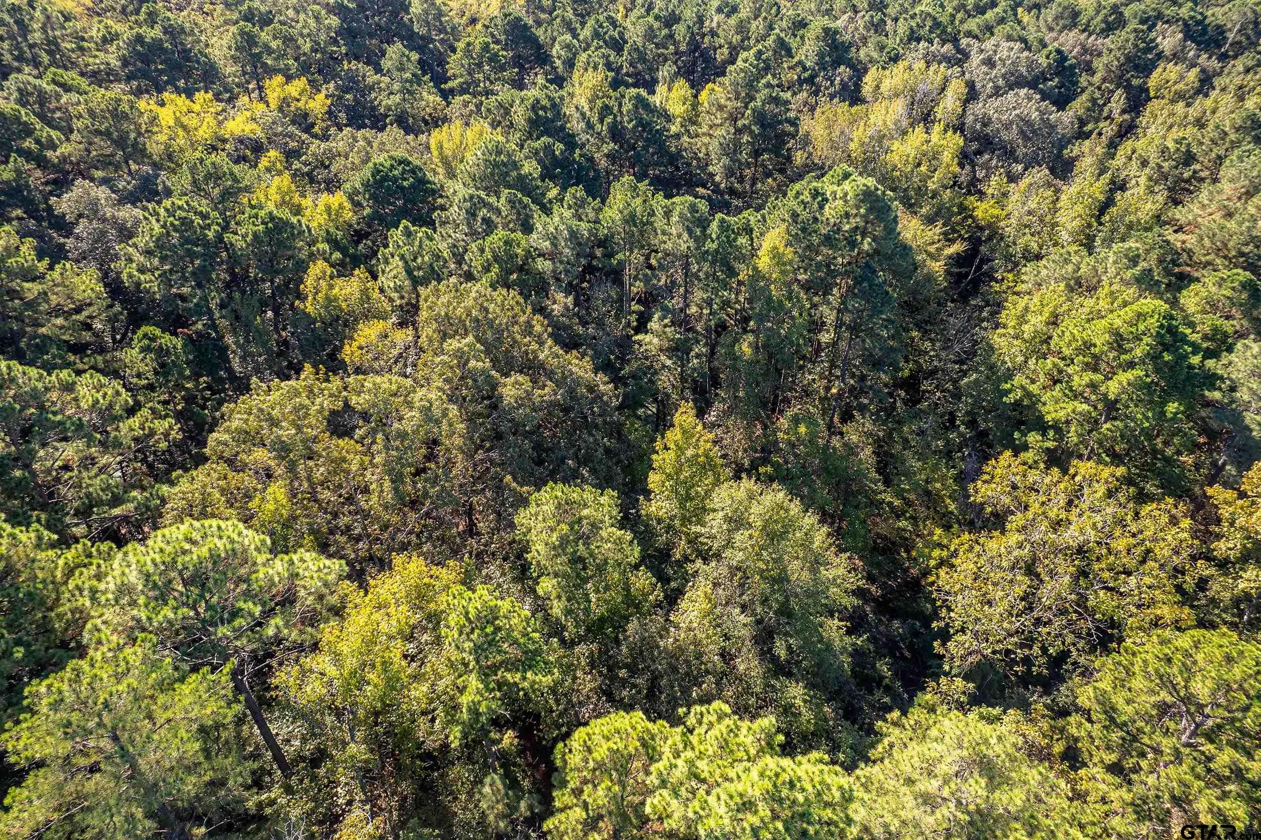 0 Sycamore Road Big Sandy, TX 75755 - Photo 4 of 12 a view of a forest with a tree