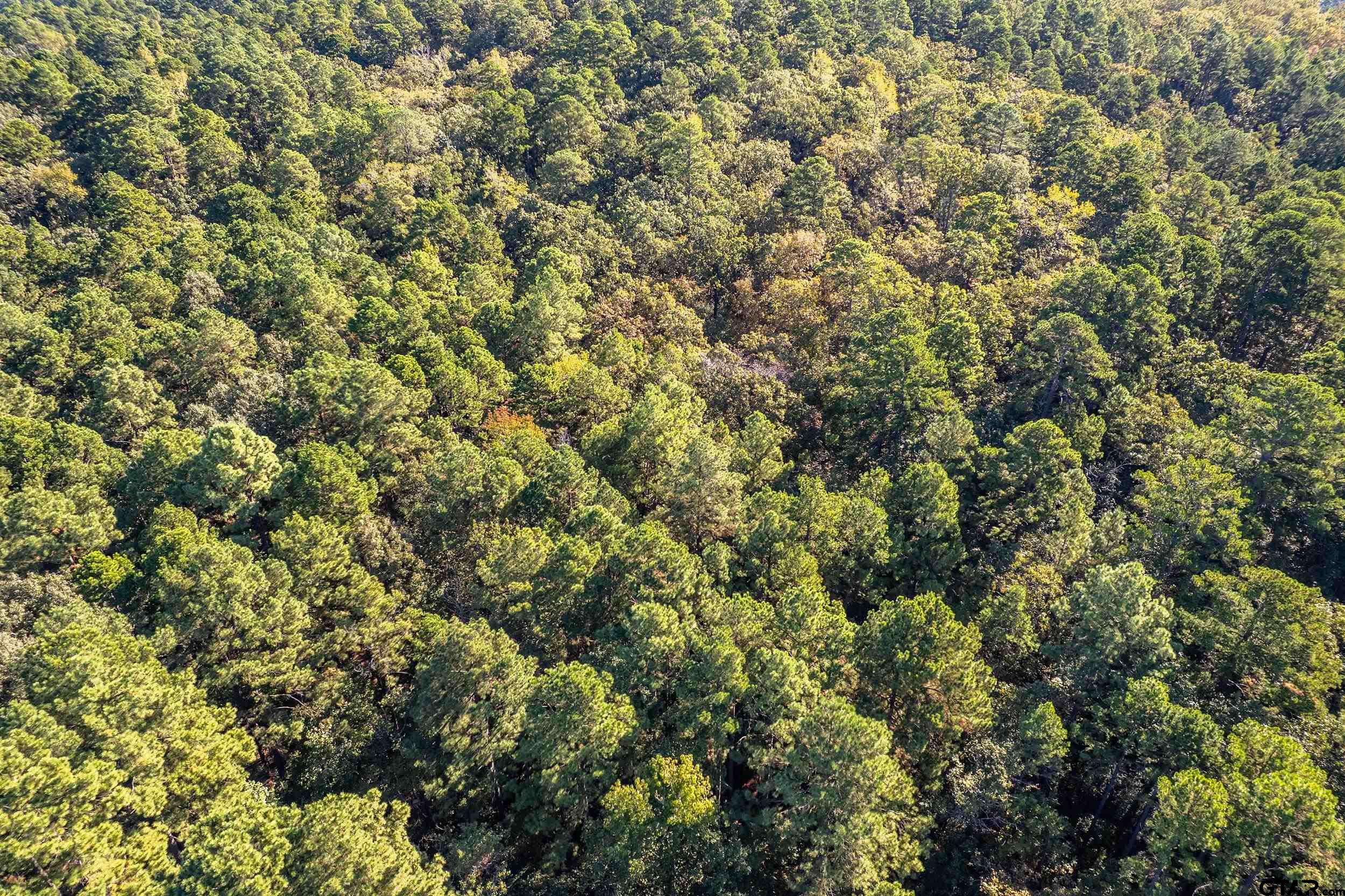 0 Sycamore Road Big Sandy, TX 75755 - Photo 8 of 12 view of a yard of a house