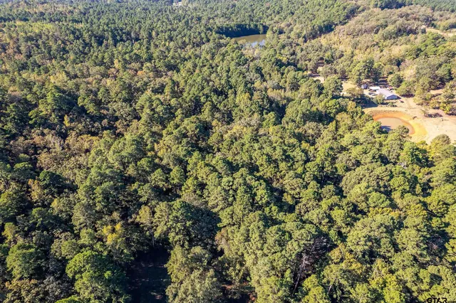 a view of a forest with a tree
