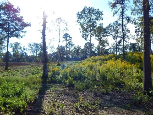 a view of a yard with a tree