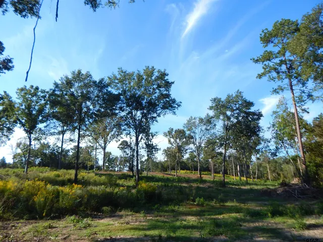 a view of a yard with large trees
