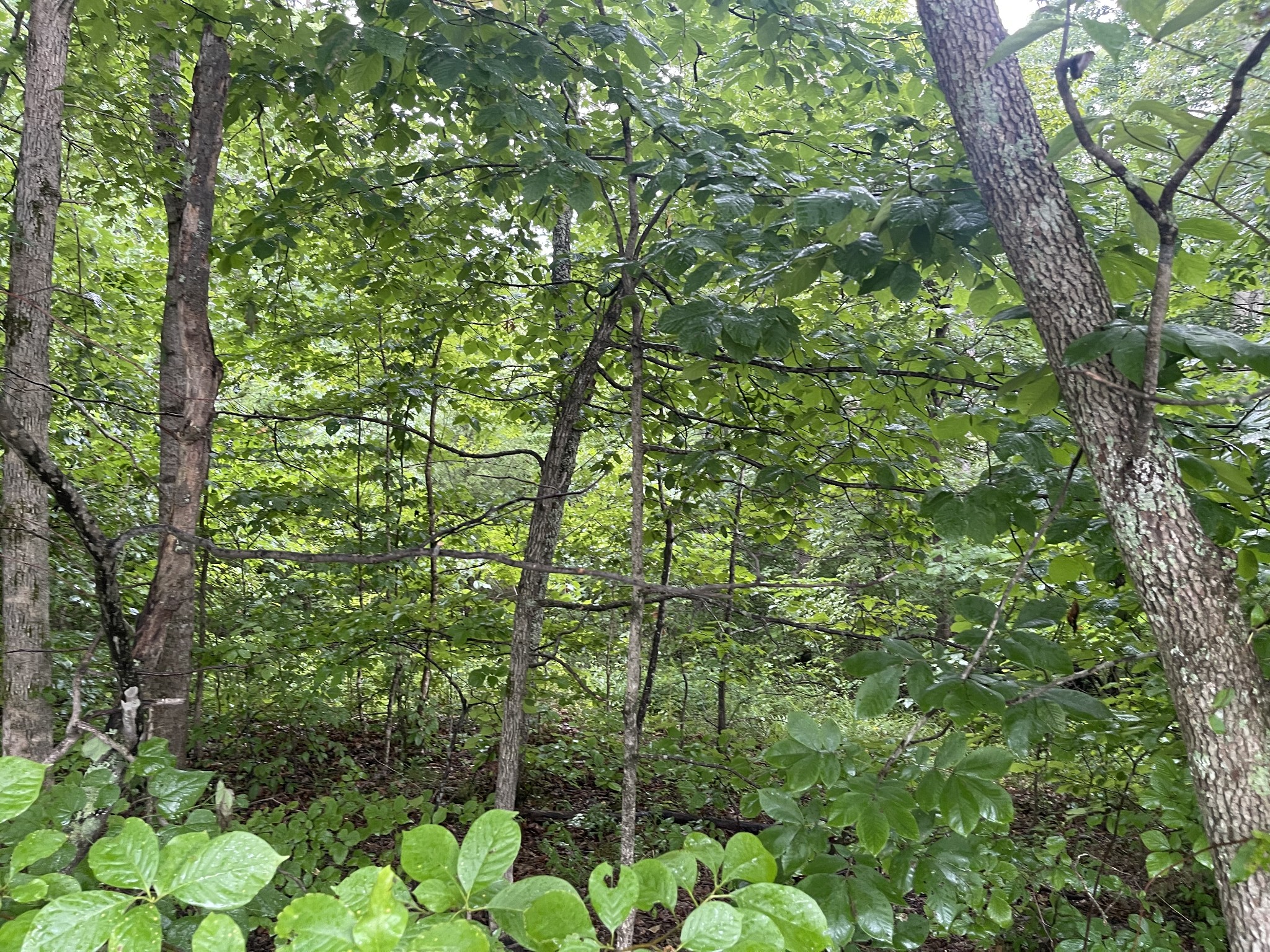0 West Dell Road Dickson, TN 37055 - Photo 1 of 7 Gallery Image 1