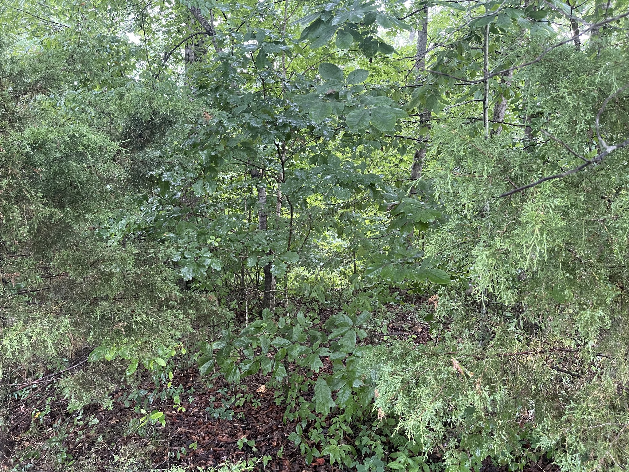 0 West Dell Road Dickson, TN 37055 - Photo 3 of 7 Gallery Image 3