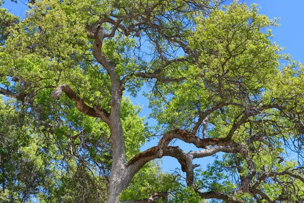 a view of outdoor space and garden