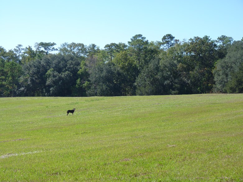 0 Pt Milligan Road, Unit NONE Quincy, FL 32352 - Photo 3 of 17 Gallery Image 3