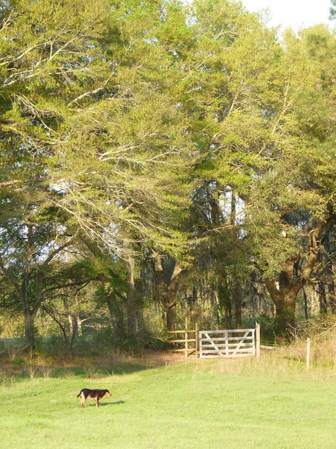 0 Pt Milligan Road, Unit NONE Quincy, FL 32352 - Photo 4 of 17 Gallery Image 4