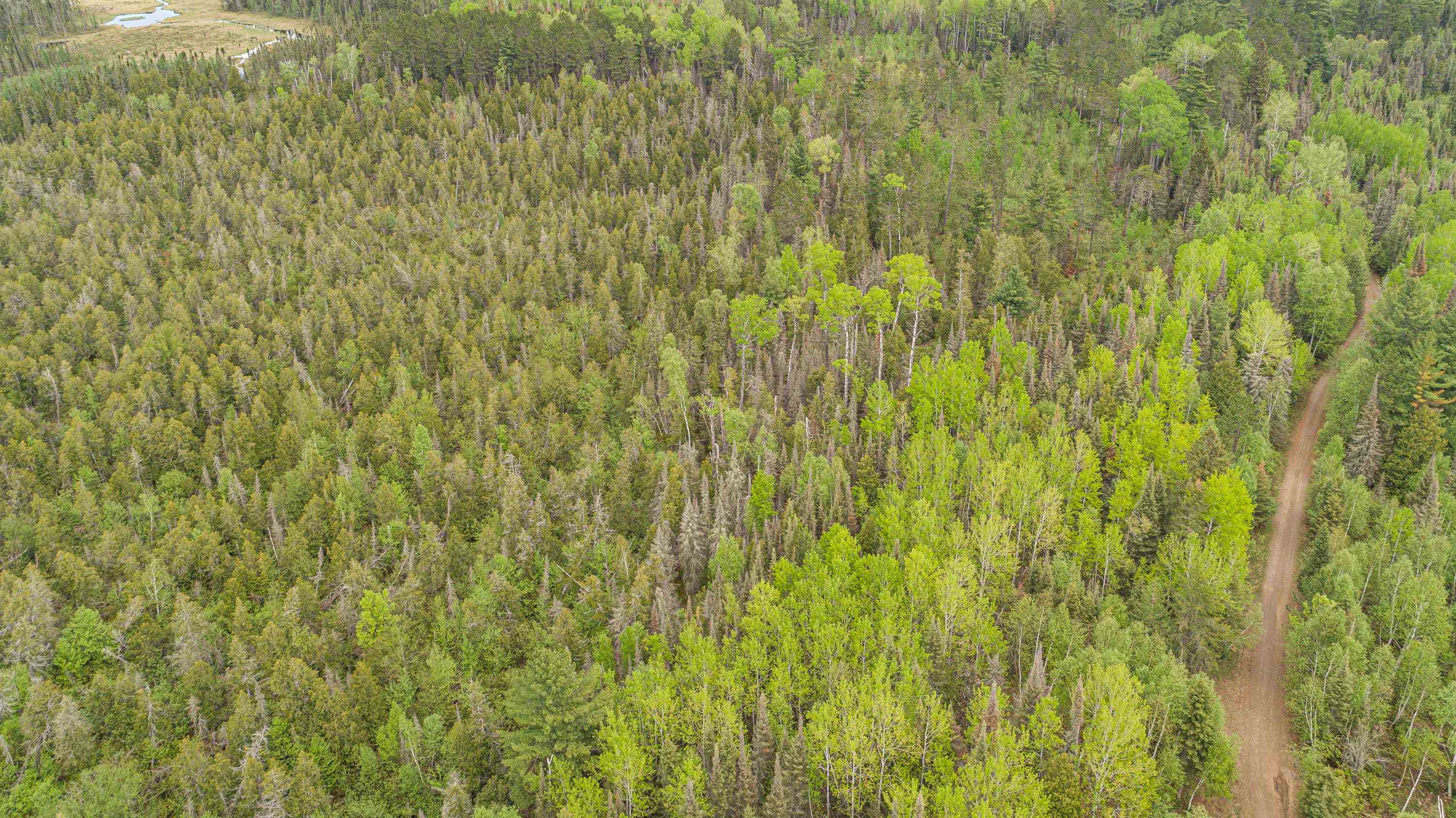 Tbd Tbd Victor Lake Road Isabella, MN 55607 - Photo 12 of 39