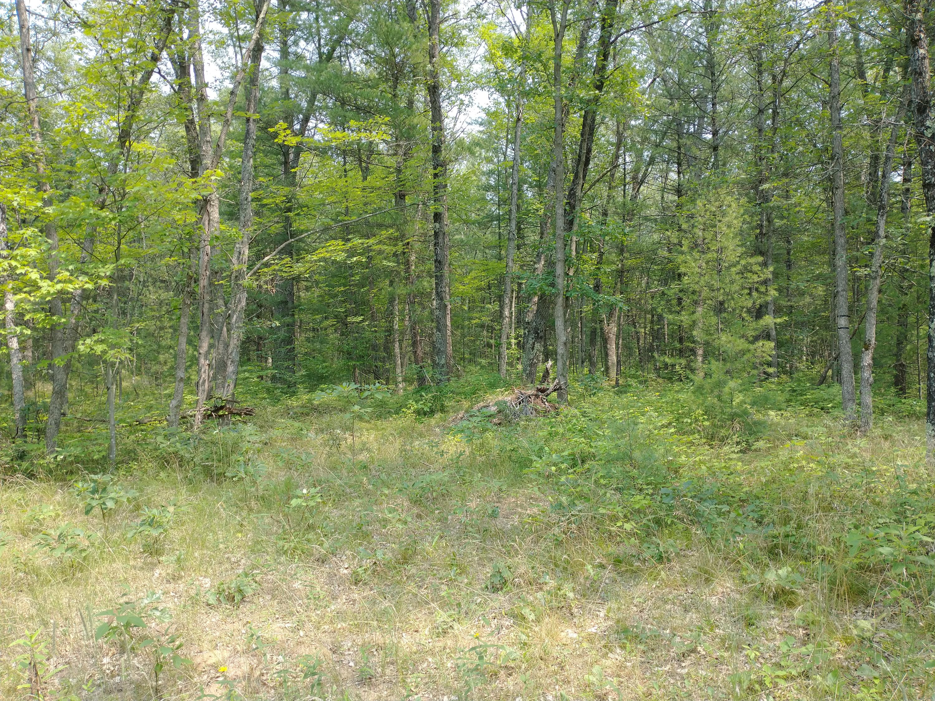 V/l North High Bridge Road Brethren, MI 49619 - Photo 1 of 21 IMG_20210718_140843680