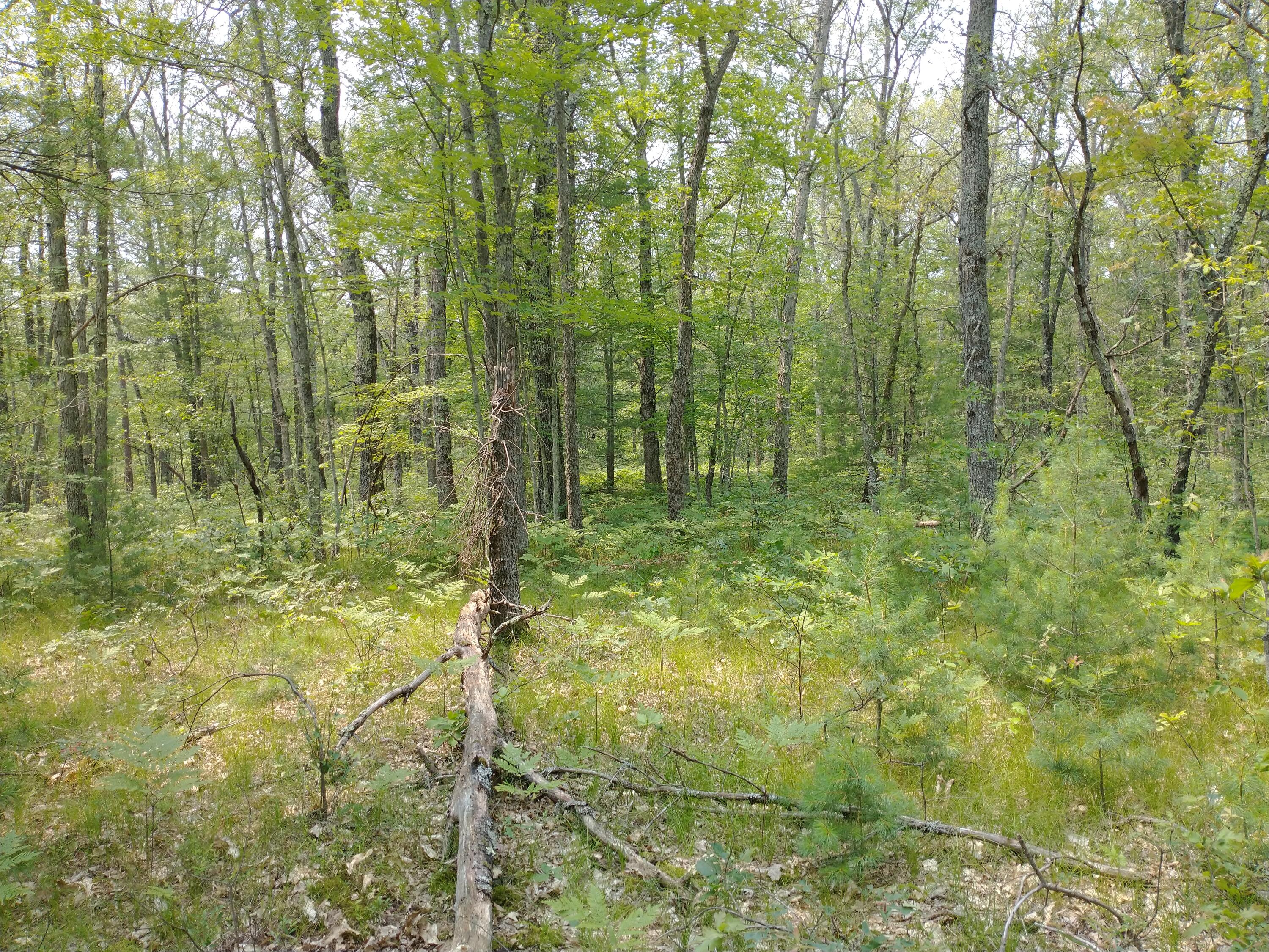 V/l North High Bridge Road Brethren, MI 49619 - Photo 15 of 21 IMG_20210718_143630306