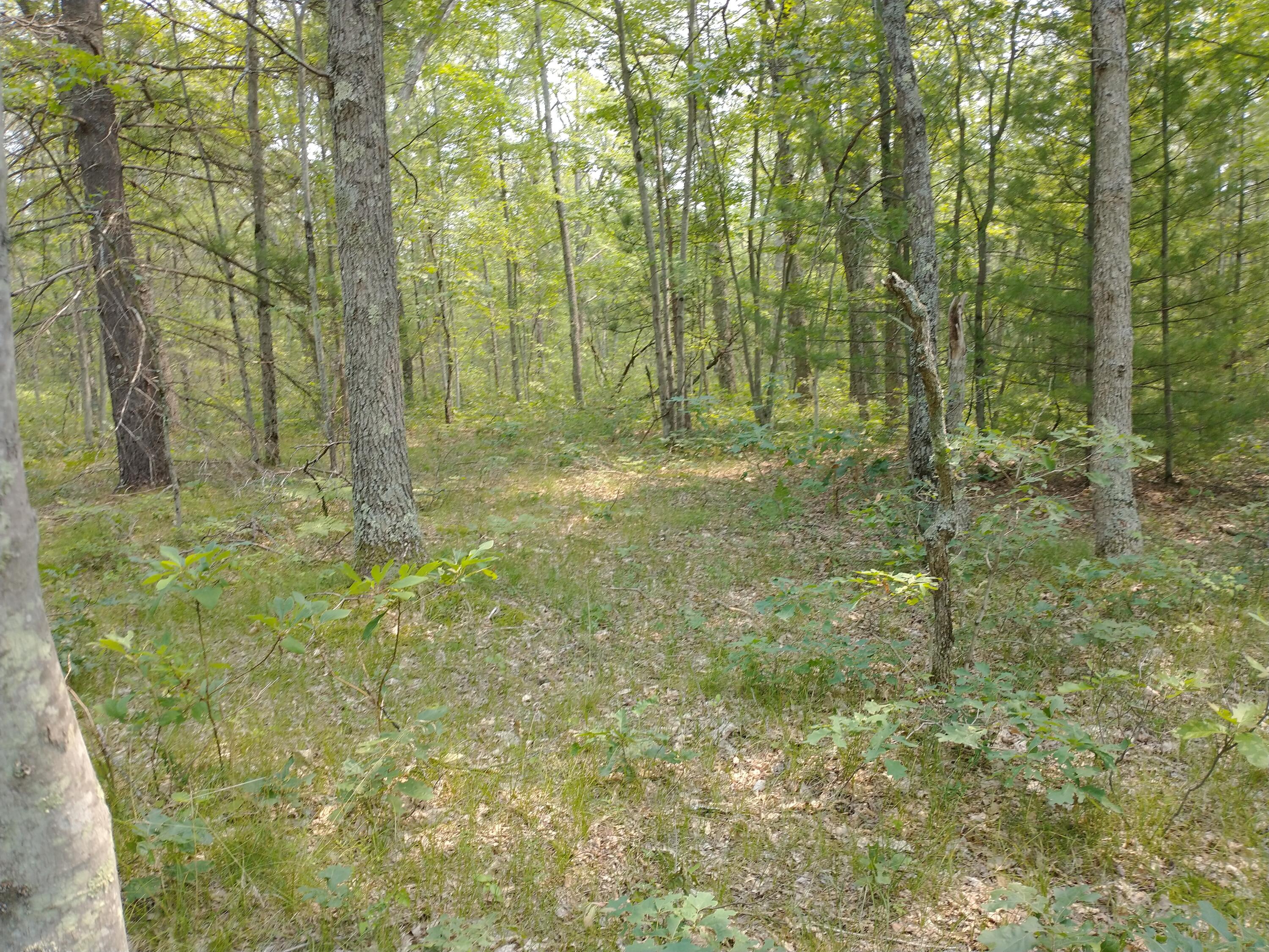 V/l North High Bridge Road Brethren, MI 49619 - Photo 19 of 21 IMG_20210718_144905553
