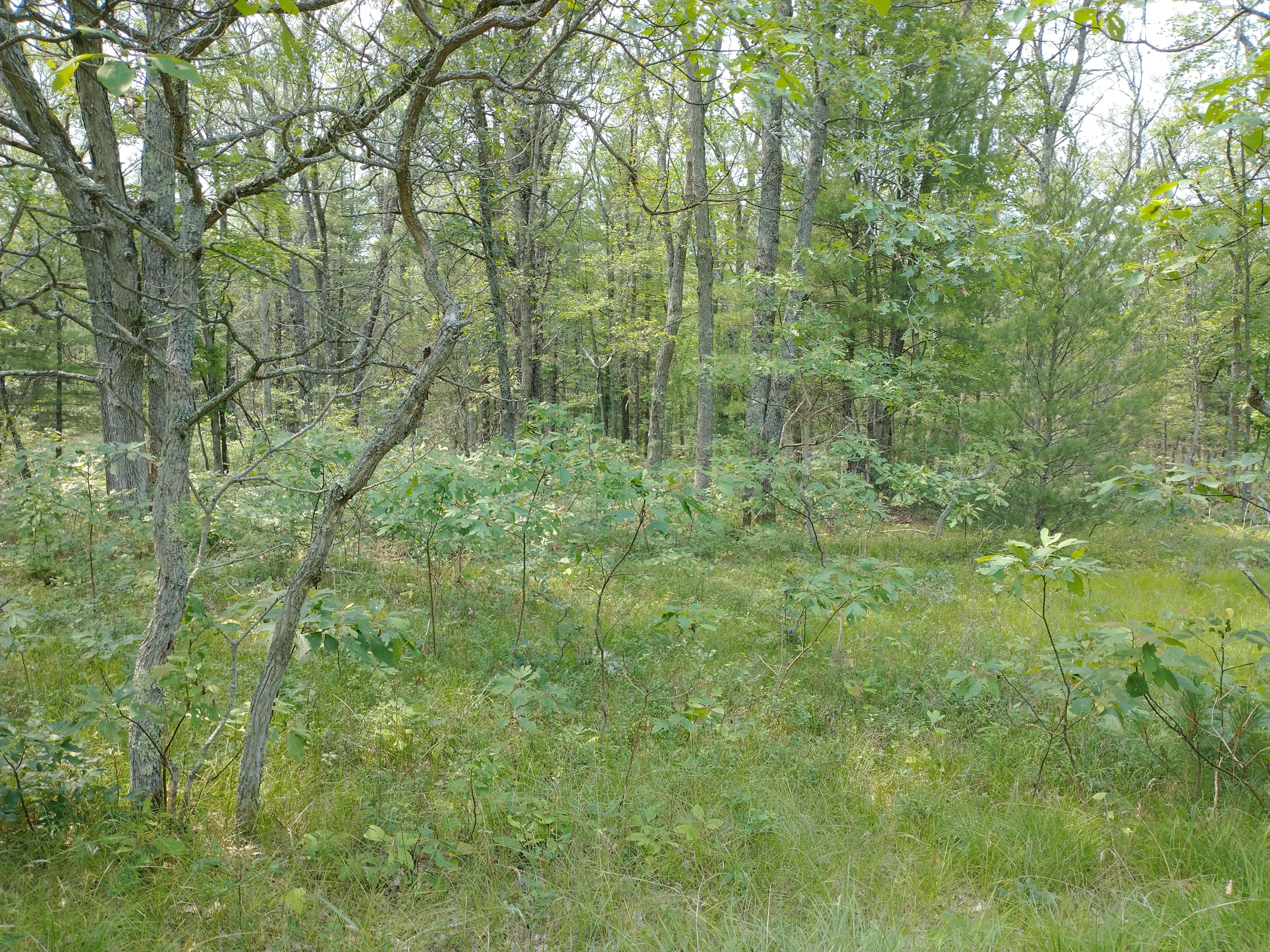 V/l North High Bridge Road Brethren, MI 49619 - Photo 9 of 21 IMG_20210718_143140546