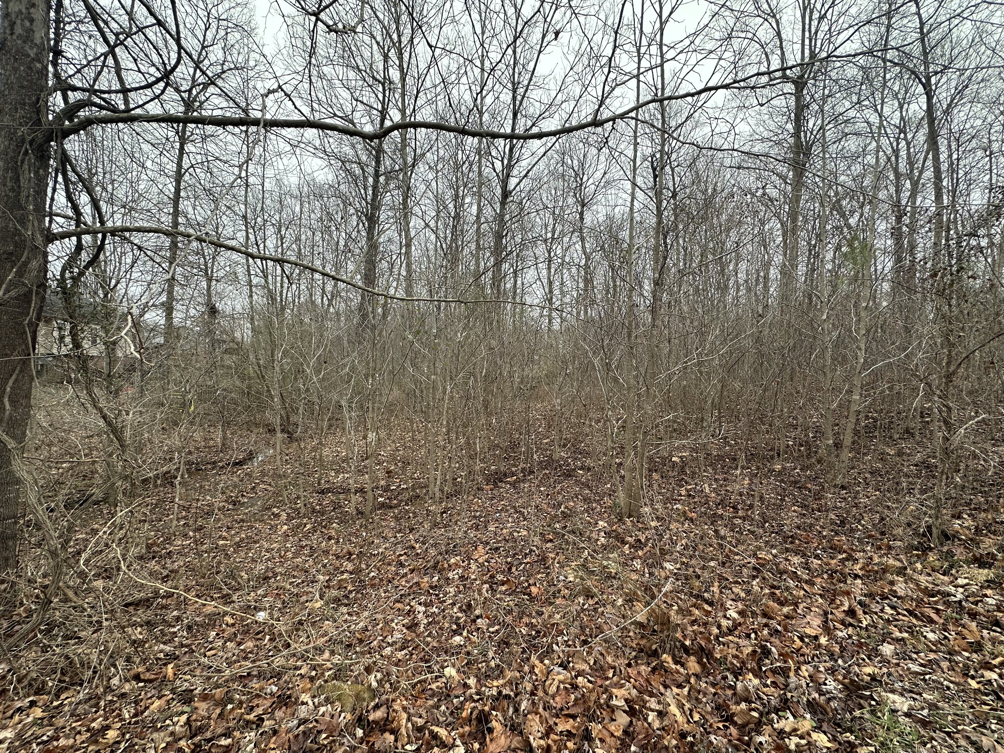 7 Ginger Drive Dover, TN 37058 - Photo 4 of 4 a view of a yard