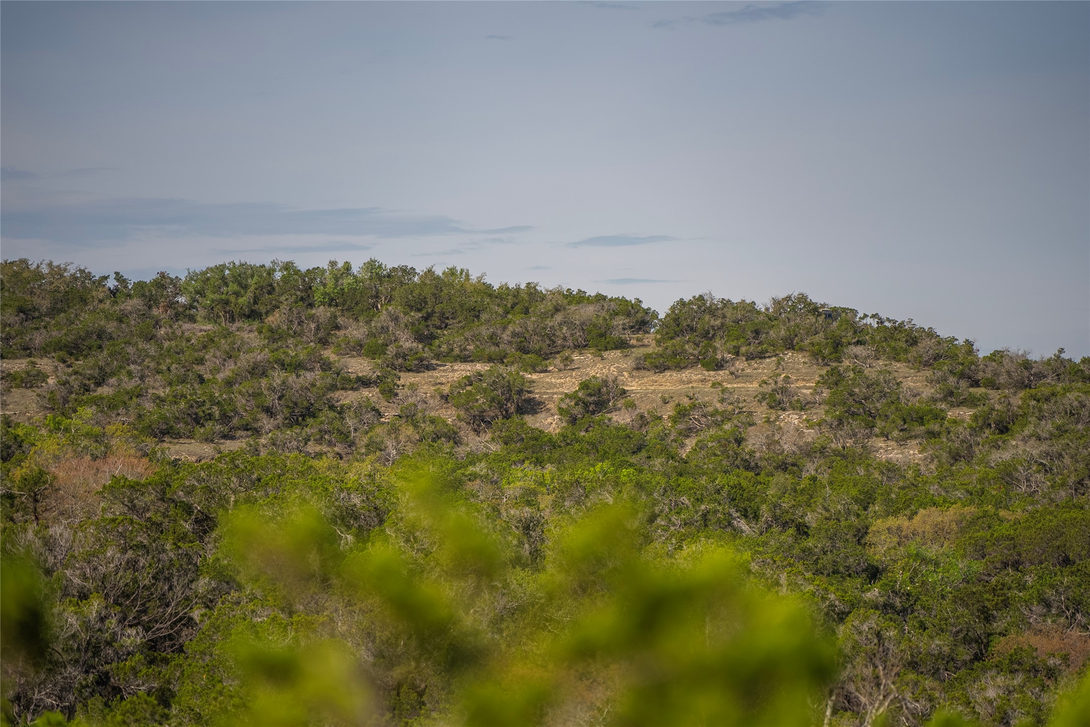 Tbd Bell Springs Road Dripping Springs, TX 78620 - Photo 14 of 40 View of tree filled area