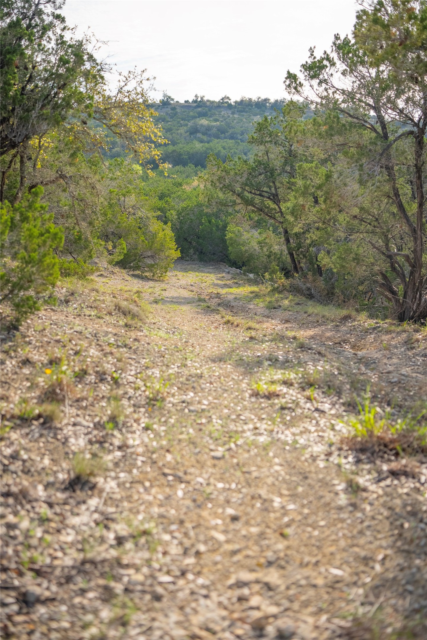 Tbd Bell Springs Road Dripping Springs, TX 78620 - Photo 23 of 40 View of tree filled area