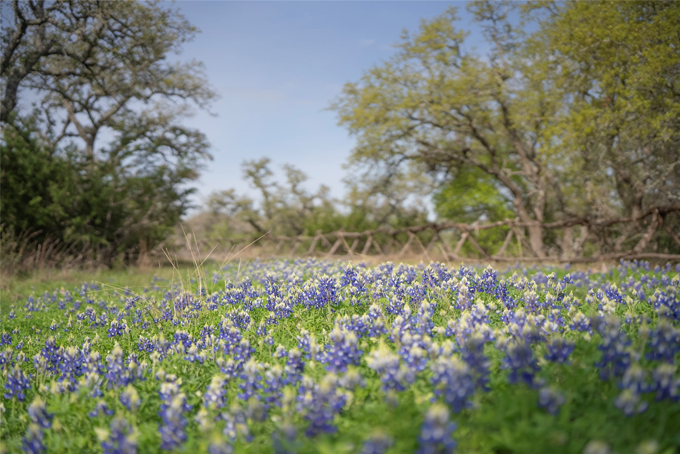 Tbd Bell Springs Road Dripping Springs, TX 78620 - Photo 3 of 40 View of yard