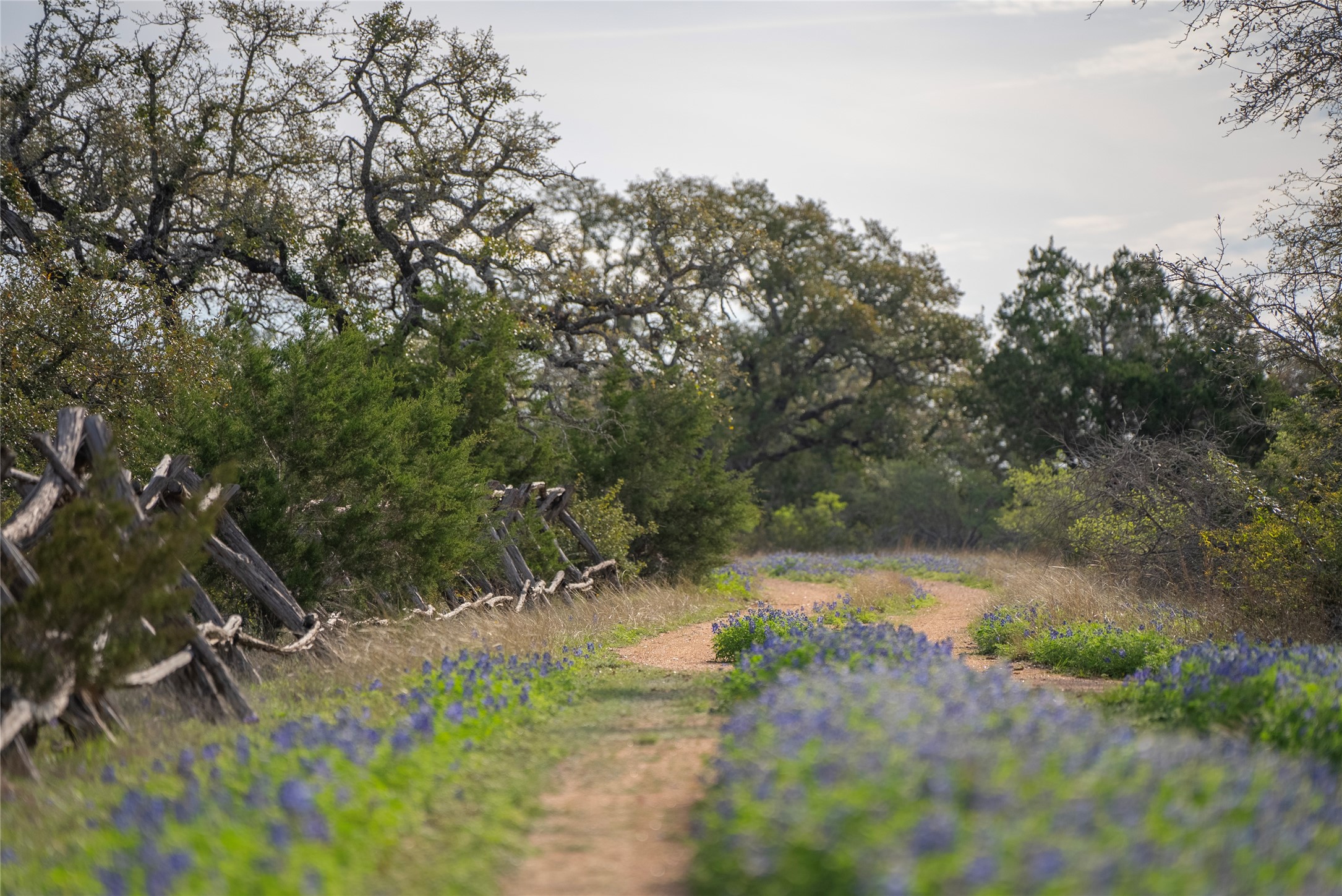 Tbd Bell Springs Road Dripping Springs, TX 78620 - Photo 6 of 40 View of yard