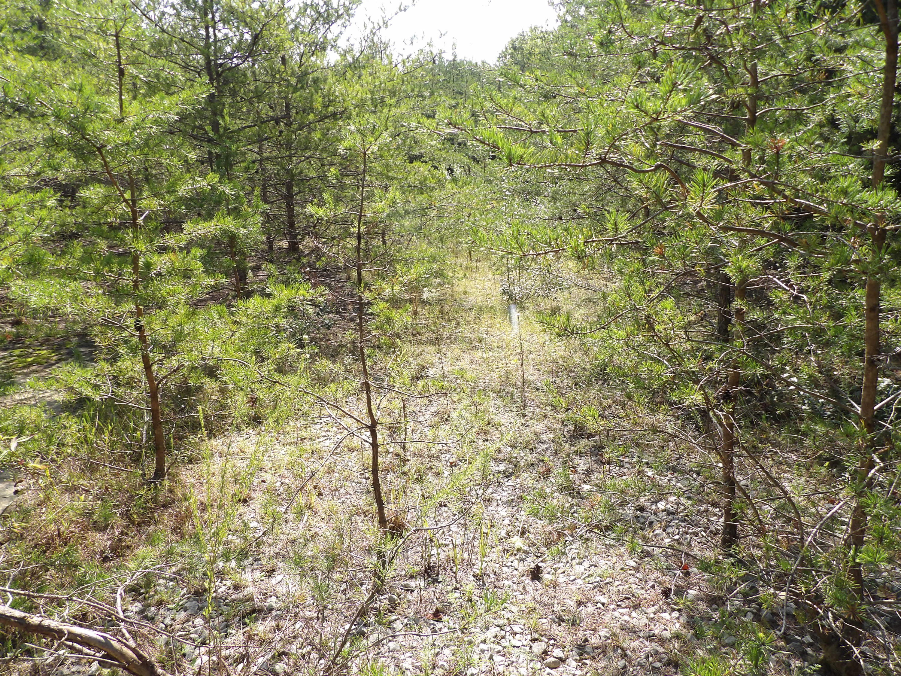 0 Grandview Bluff Road, Unit 2 Spencer, TN 38585 - Photo 14 of 18 100_1466