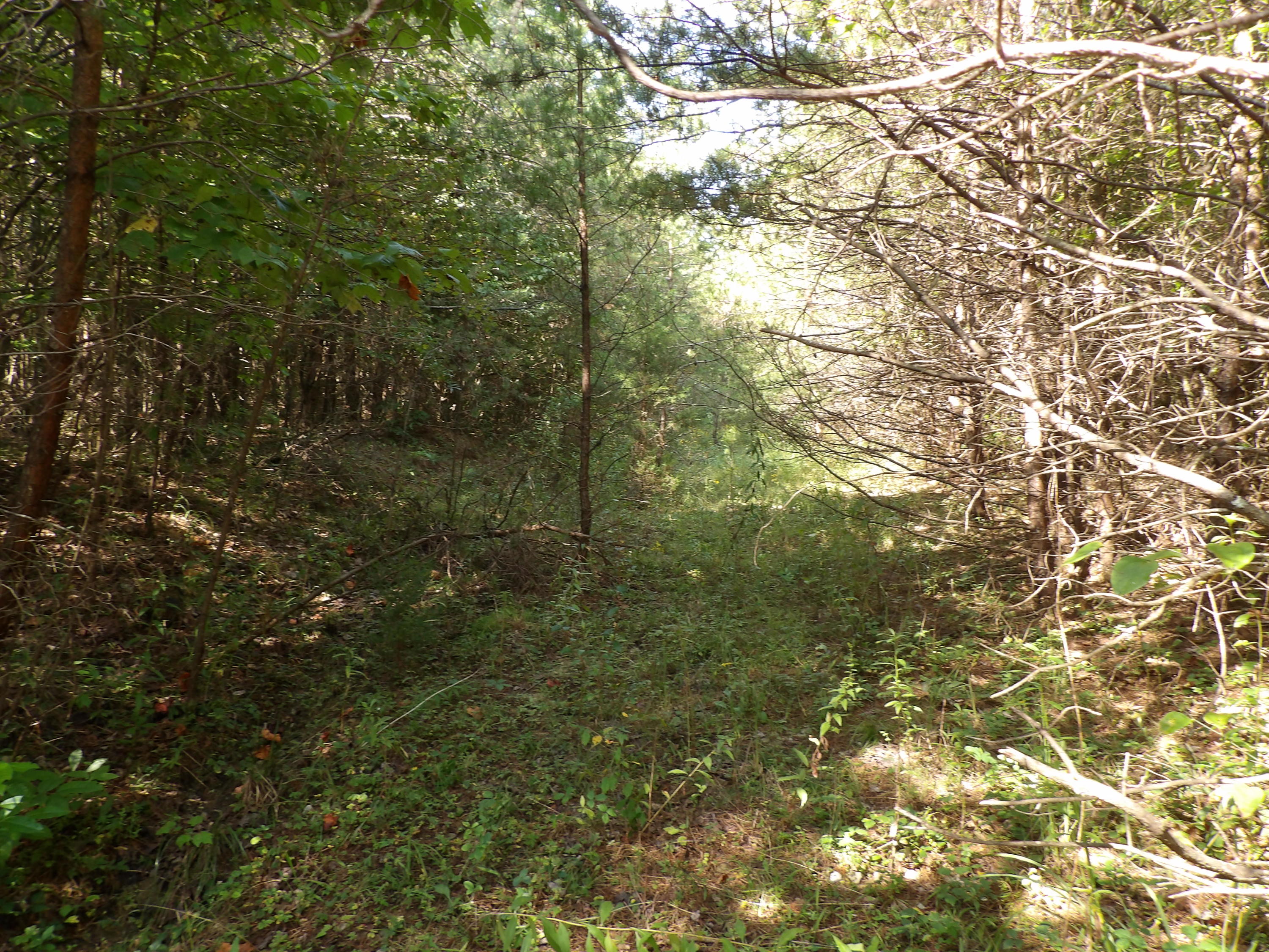 0 Grandview Bluff Road, Unit 2 Spencer, TN 38585 - Photo 7 of 18 100_1459